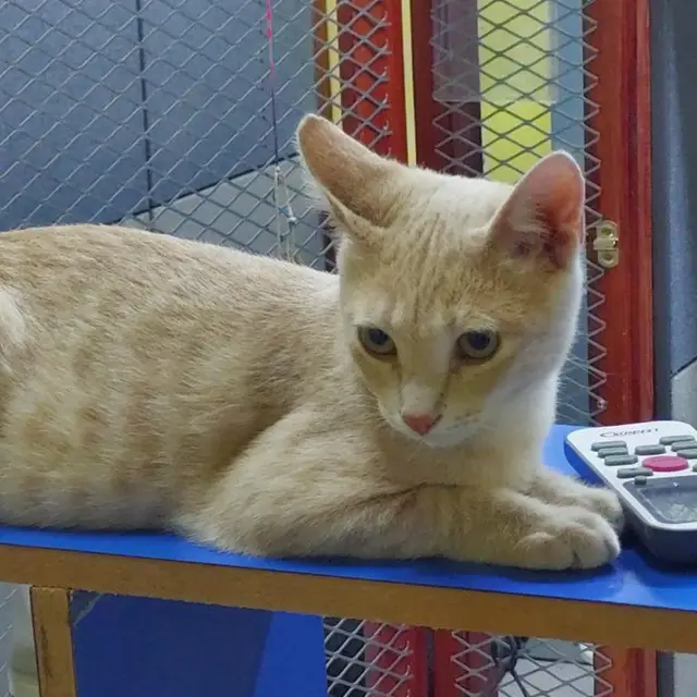 An overview of the bright, spacious cattery