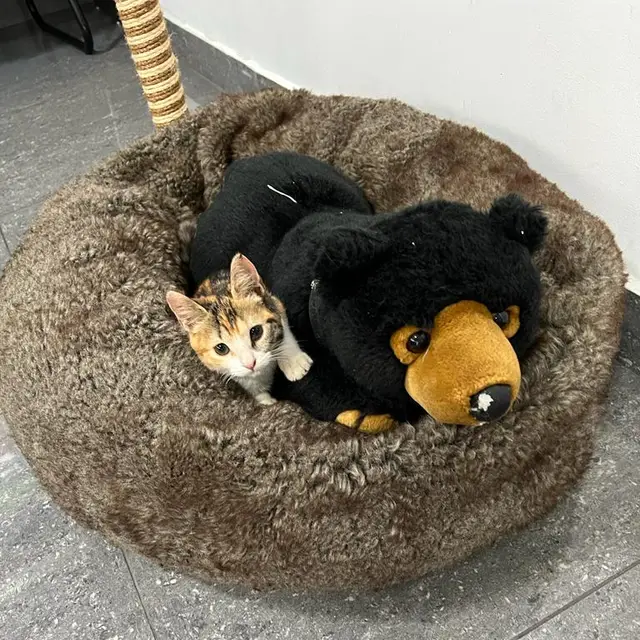 A guest at VIP Vacation Kitty Kennels