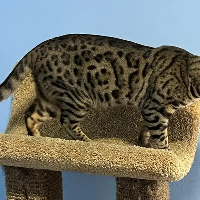 Cats relaxing by the floor-to-ceiling city windows