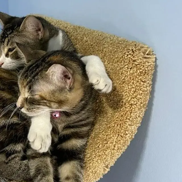A happy feline guest at VIP Vacation Kitty Kennels