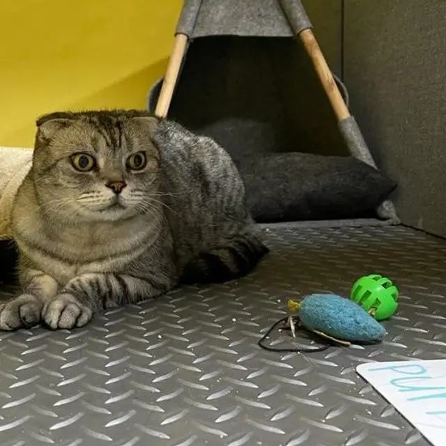 A guest relaxing on a climbing tower