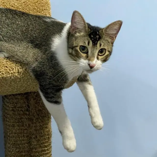 A cat perched on a carpeted climbing tower