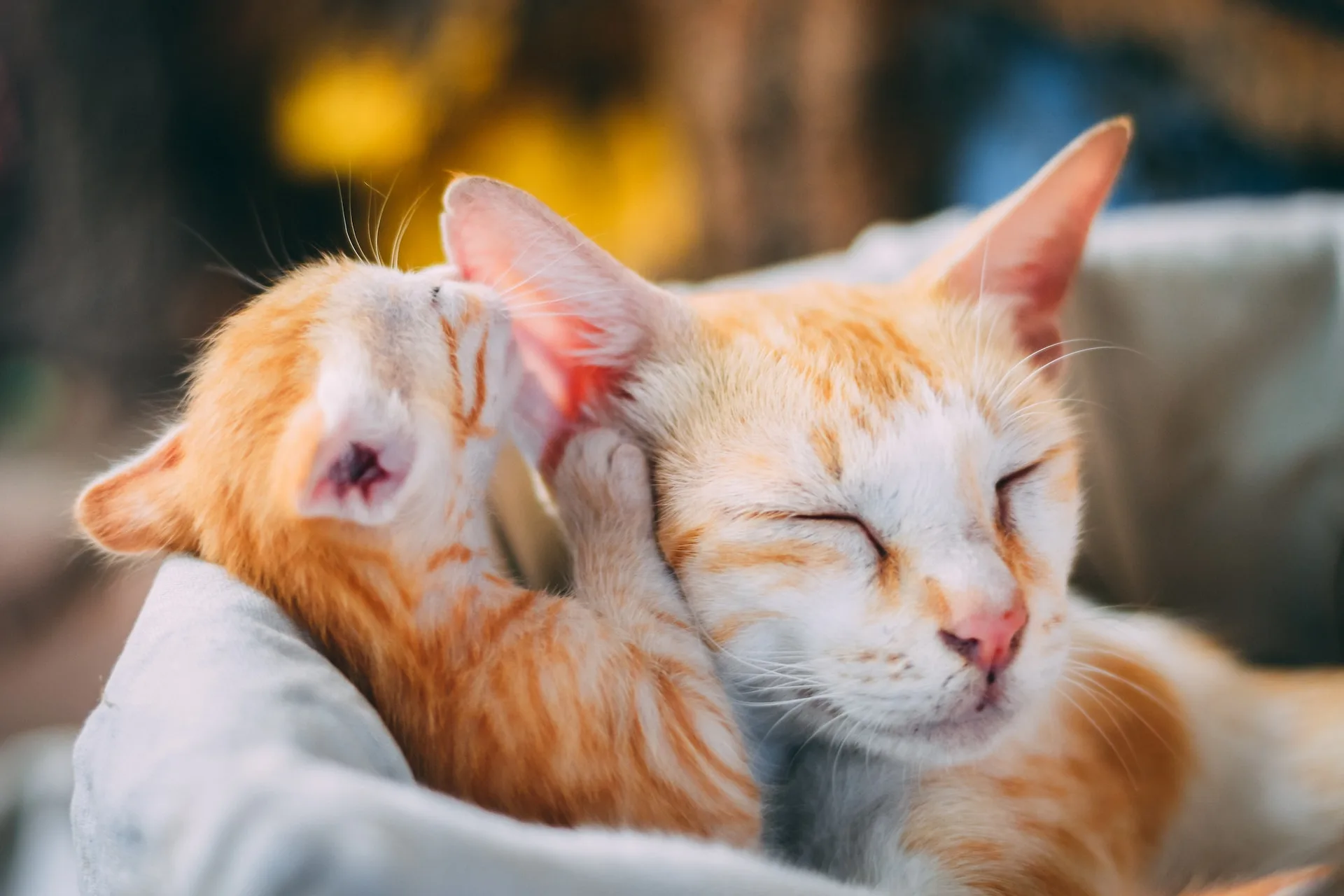 Two ginger cats curled up together, grooming